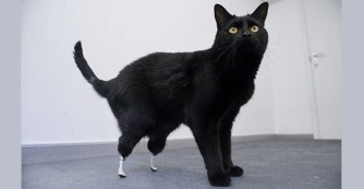 Műv&eacute;gtaggal kedvenc&uuml;nk&eacute;rt