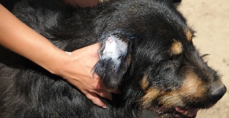 K&uuml;zdelem a legyekkel