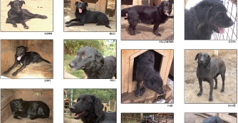 Az elfeledett fekete kuty&aacute;k